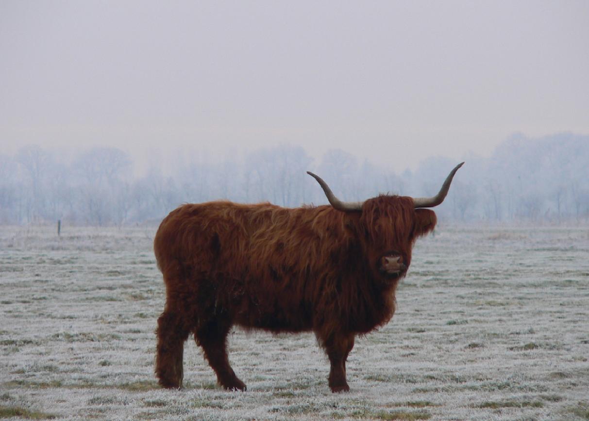 Bydło szkockie na pastwisku
